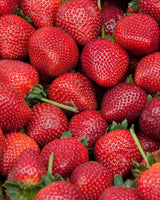 Pureness Daily Elektrolytpulver Jordgubb - 200 g - Den perfekta balansen