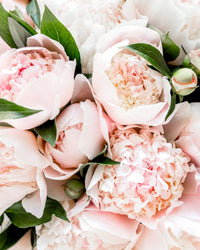 Pureness Kollagen Beauty - 60 kapslar