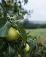 Pureness Natural Energy Drink - Pear Lemonade 330 ml